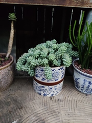Sedum burrito