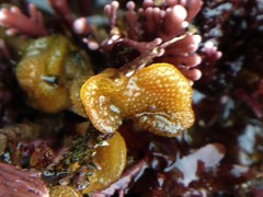 Primavelans insculpta