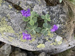 Primula marginata