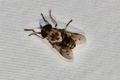 Tabanus trimaculatus