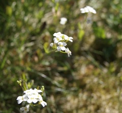Arabidopsis halleri