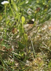 Arabidopsis halleri
