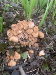 Coprinellus micaceus