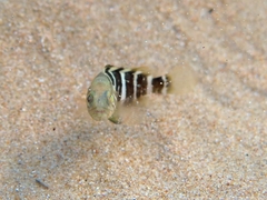 Epinephelus aeneus