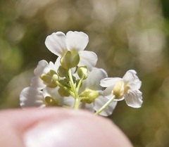 Arabidopsis halleri