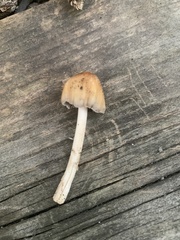 Coprinellus micaceus