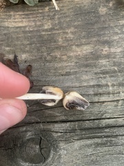 Coprinellus micaceus