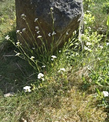 Arabidopsis halleri