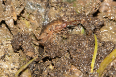 Talitriator eastwoodae