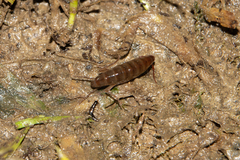Talitriator eastwoodae