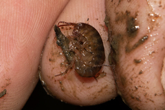 Talitriator eastwoodae
