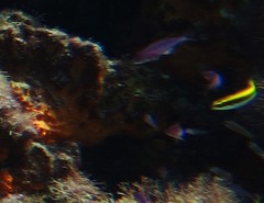 Halichoeres maculipinna