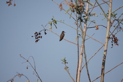 Leucolia violiceps