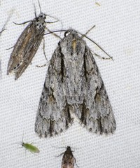 Acronicta thoracica