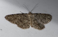 Stenoporpia margueritae