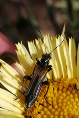 Oedemera simplex