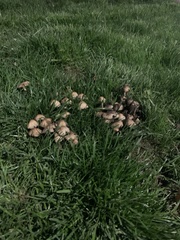 Coprinellus micaceus