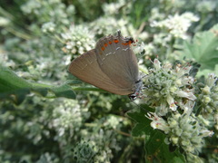 Satyrium esculi