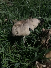 Coprinellus micaceus