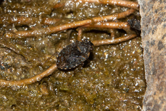 Ochterus