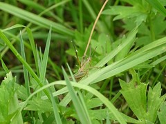 Pseudochorthippus parallelus