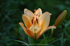 Lilium maculatum