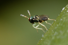 Mesopolobus