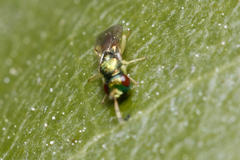 Mesopolobus