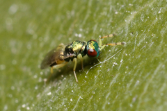 Mesopolobus