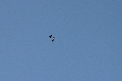 iNaturalist observation photo of Golden Eagle