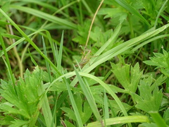 Pseudochorthippus parallelus