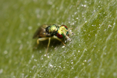 Mesopolobus