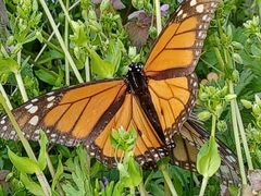 Danaus plexippus