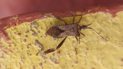 Leptoglossus concaviusculus