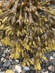 Fucus vesiculosus