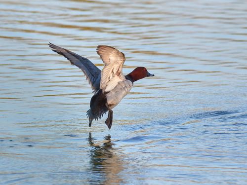 Common Pochard, photo 9 of 10
