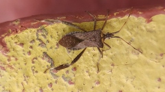 Leptoglossus concaviusculus