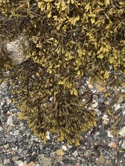 Fucus vesiculosus