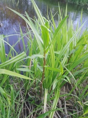 Achillea salicifolia