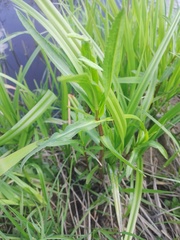 Achillea salicifolia