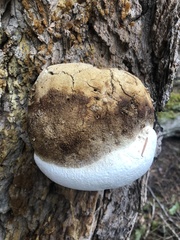 Laricifomes