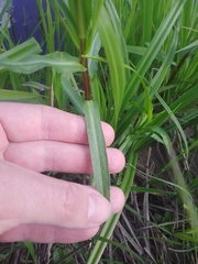Achillea salicifolia