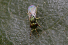 Mesopolobus