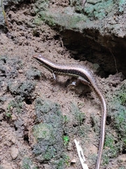 Sphenomorphus maculatus