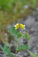 Hosackia pinnata