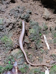 Sphenomorphus maculatus