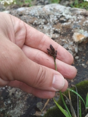 Carex bigelowii arctisibirica