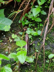 Sphenomorphus maculatus