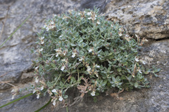 Teucrium thymifolium