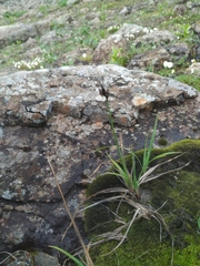 Carex bigelowii arctisibirica